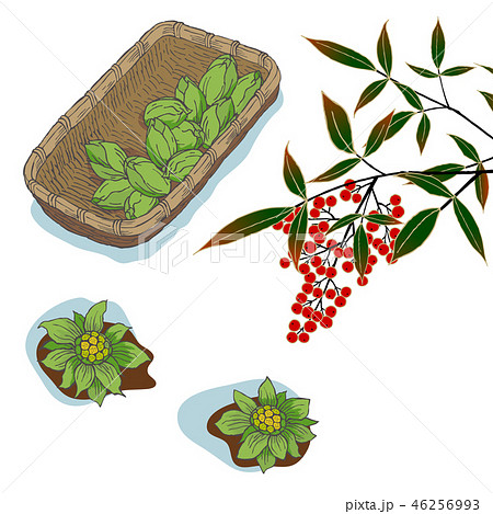ふきのとう 南天のイラスト素材