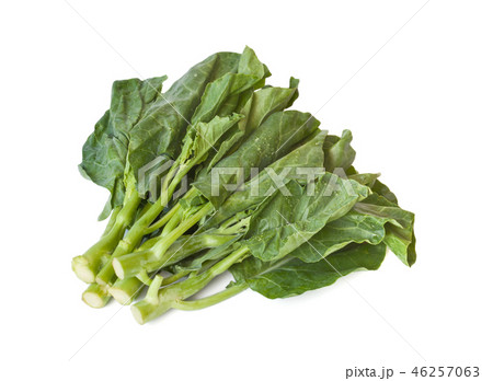 白背景のカイラン菜 46257063