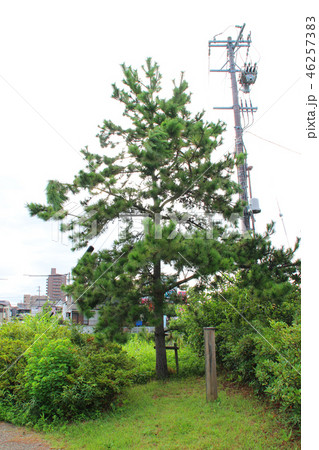 見返りの松と鳥居松の跡/静岡県浜松市中区中央 見返りの松と鳥居松の跡/静岡県浜松市中区中央 46257383
