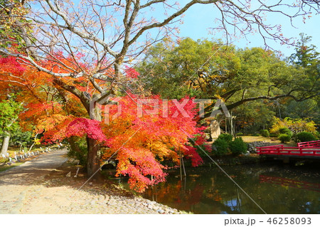 万葉植物園　楓と栴檀 46258093