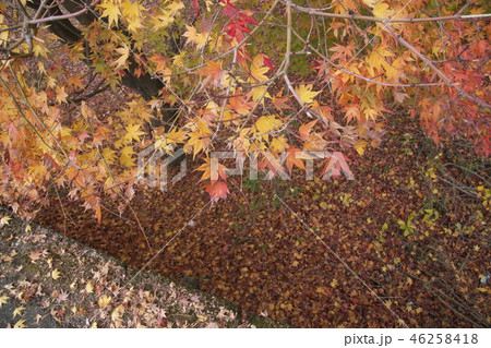 紅葉したモミジの葉 紅葉したモミジの葉 46258418