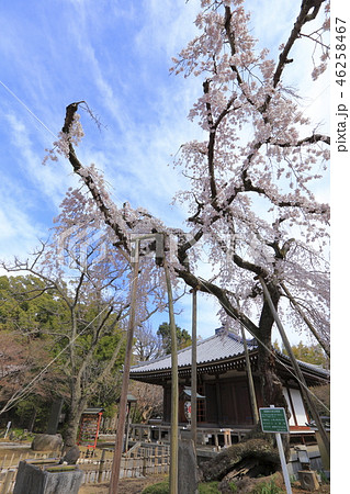 東漸寺の観音堂と枝垂れ桜 (千葉県松戸市とうぜんじ) 東漸寺の観音堂と枝垂れ桜 (千葉県松戸市とうぜんじ) 46258467