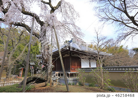 東漸寺の観音堂と枝垂れ桜 (千葉県松戸市とうぜんじ) 東漸寺の観音堂と枝垂れ桜 (千葉県松戸市とうぜんじ) 46258468