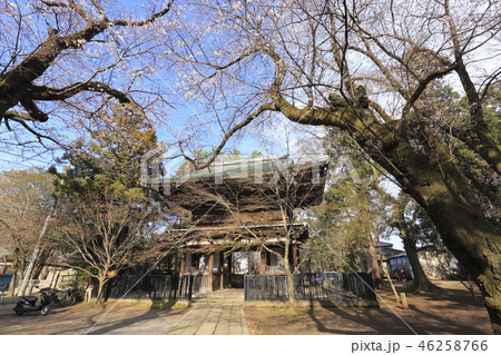 東漸寺の山門（仁王門）と桜　千葉県松戸市とうぜんじ 46258766