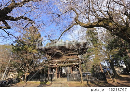 東漸寺の山門(仁王門)と桜 千葉県松戸市とうぜんじ 東漸寺の山門(仁王門)と桜 千葉県松戸市とうぜんじ 46258767