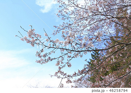 青空と見頃の桜　 46258794