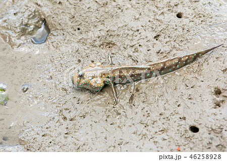 Mudskipper, Amphibious fish 46258928