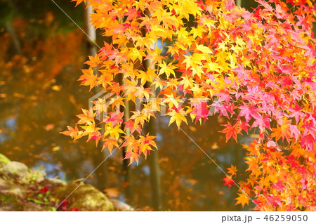 万葉植物園　鮮やか紅葉 46259050