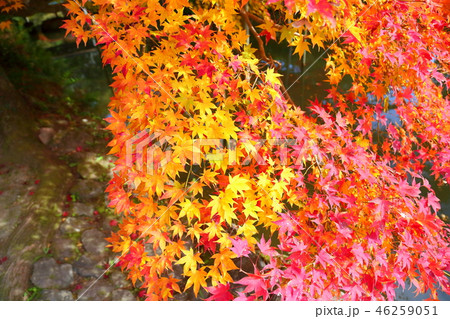 万葉植物園　鮮やか紅葉 46259051