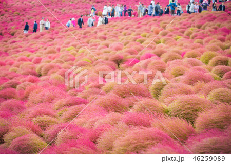 Kochia at Hitachi Seaside Park at Ibaraki, Japan. 46259089