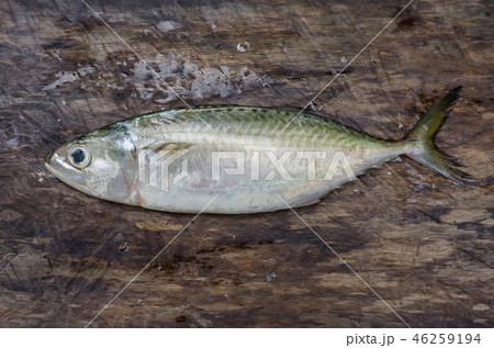 Fresh Sport-Bodied Mackerel for Cooking. 46259194