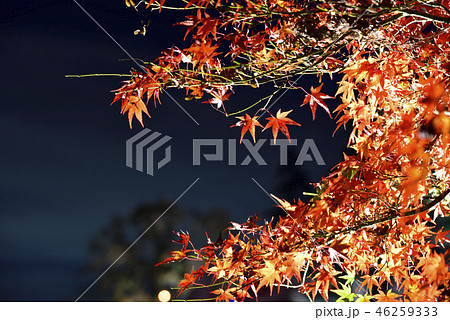 <紅葉>　岡崎　東公園　愛知県 46259333
