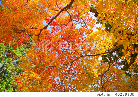 万葉植物園　鮮やか紅葉 46259339