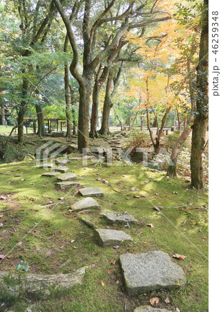 万葉植物園　静かな庭 46259348