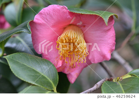ツバキ（紅臘月） 46259624