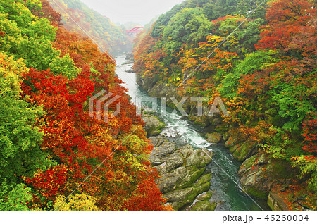 紅葉の高津戸峡　はねたき橋　鱍瀧橋からの風景 46260004