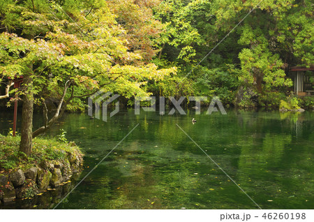 秋の弁天池湧水 秋の弁天池湧水 46260198