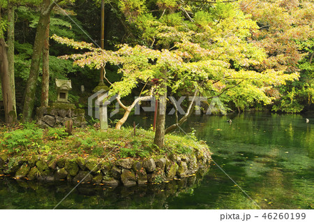 秋の弁天池湧水 秋の弁天池湧水 46260199