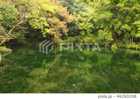 秋の弁天池湧水 46260208