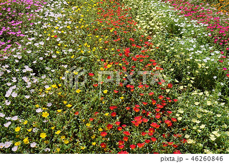 伊豆 伊豆 46260846