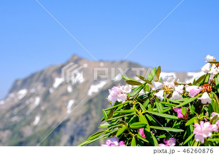 春の谷川岳登山 (アズマシャクナゲと俎嵓) 春の谷川岳登山 (アズマシャクナゲと俎嵓) 46260876