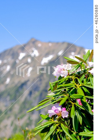 春の谷川岳登山 （アズマシャクナゲと俎嵓） 46260880