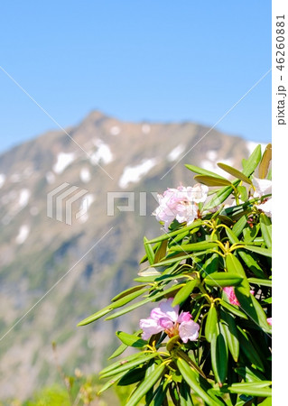春の谷川岳登山 (アズマシャクナゲと俎嵓) 春の谷川岳登山 (アズマシャクナゲと俎嵓) 46260881