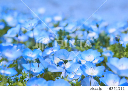 ネモフィラの花　花畑 46261311