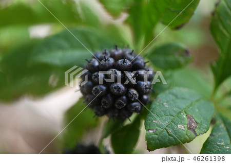 ケヤマウコギの果実 ケヤマウコギの果実 46261398