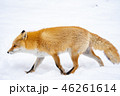 冬のキタキツネ 46261614