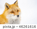 冬のキタキツネ 46261616