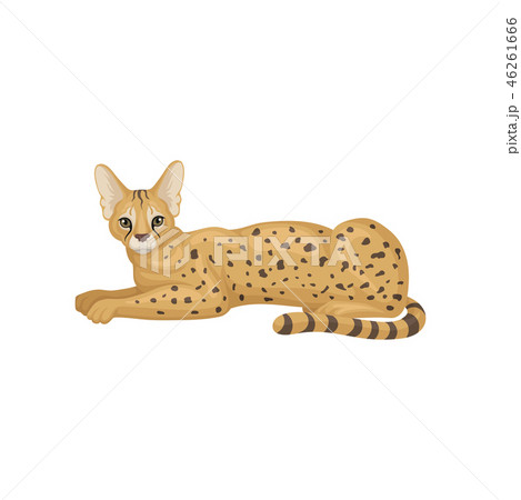 Serval lying on floor, side view. Wild cat with large ears and black-spotted brown coat. Predatory Serval lying on floor, side view. Wild cat with large ears and black-spotted brown coat. Predatory 46261666