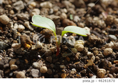 二十日大根の発芽 46261670