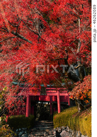 善峯寺の紅葉 46262089
