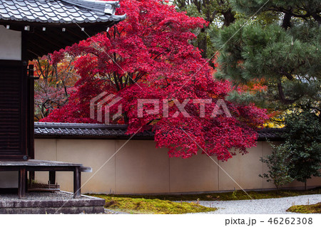 廬山寺の紅葉 廬山寺の紅葉 46262308