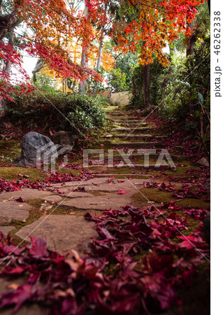 栄摂院の紅葉 栄摂院の紅葉 46262338