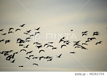 順天湾 順天湾湿地 秋 46262704