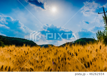 麦畑 空 晴れ 46262934