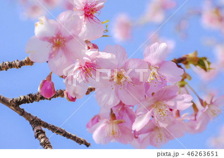 青空と河津桜 46263651
