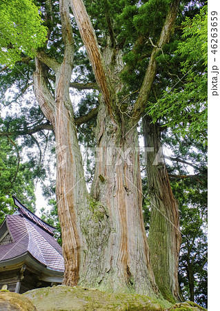 松尾神社(縦)2017-2 松尾神社(縦)2017-2 46263659