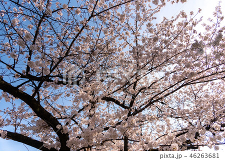 満開の桜 春のイメージ 満開の桜 春のイメージ 46263681