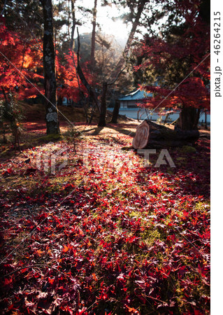 毘沙門堂の紅葉 46264215