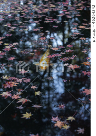天授庵の紅葉 天授庵の紅葉 46264242