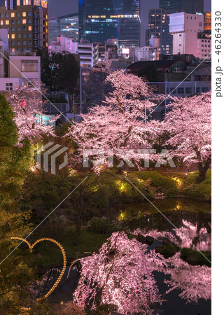 満開の桜 ライトアップ 【毛利庭園】 満開の桜 ライトアップ 【毛利庭園】 46264330