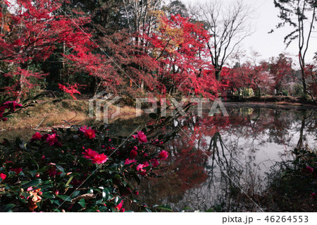 京都府立植物園の紅葉 46264553