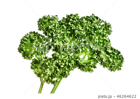 パセリ パセリ 46264622