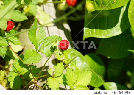 藪蛇苺 ヤブヘビイチゴ 大きな実です。 藪蛇苺 ヤブヘビイチゴ 大きな実です。 46264993