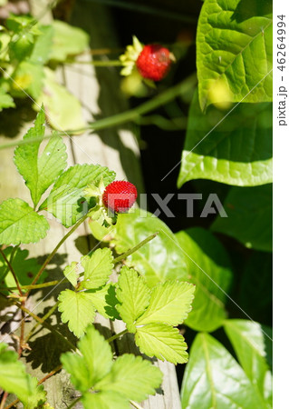 藪蛇苺　ヤブヘビイチゴ　大きな実です。 46264994
