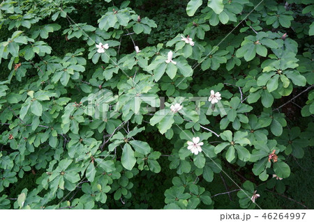 朴の木　ホウノキ　花言葉は「誠意ある友情」　 46264997