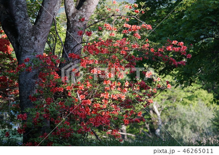 山躑躅　ヤマツツジ　花言葉は「燃える思い」 46265011